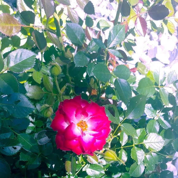 The Limited Drew Fit Women Pant - Picture 15 of 16